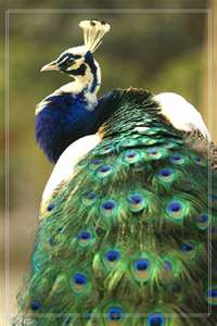 peacock (17b).jpg