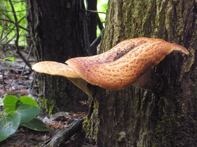 DSCN8171.JPG