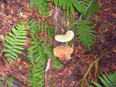 DSCN8174.JPG