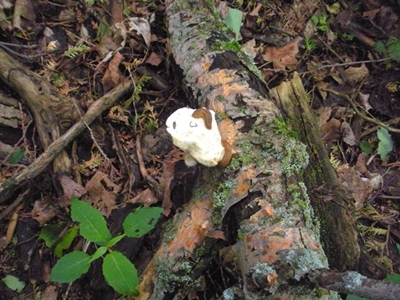 DSCN8175.JPG