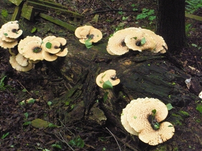 DSCN8180.JPG