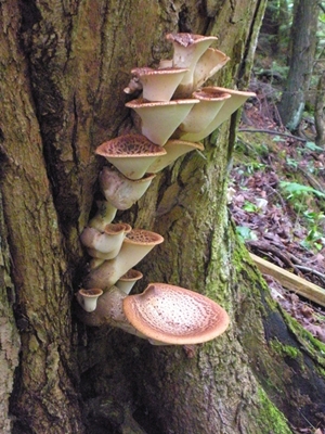 DSCN8184.JPG