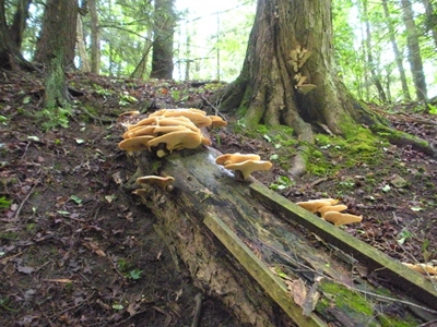 DSCN8186.JPG