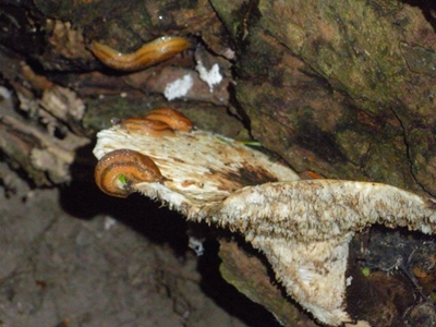 DSCN8188.JPG