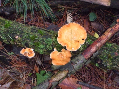 DSCN8196.JPG