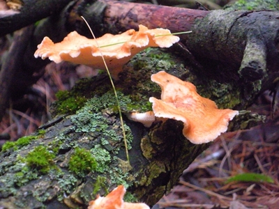 DSCN8197.JPG