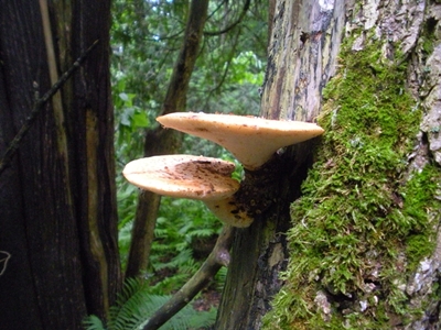 DSCN8200.JPG