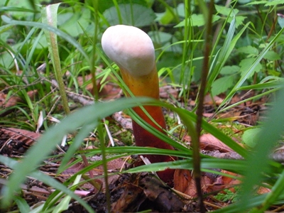 DSCN8211.JPG