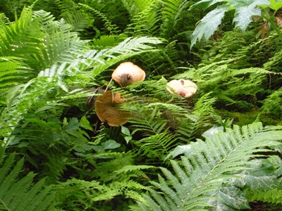 DSCN8212.JPG