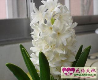 1月4日-白色風信子(Hyacinth).jpg