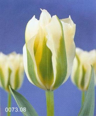 1月7日-白色鬱金香(Tulip).jpg