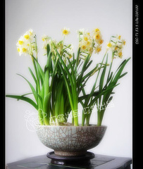 1月13日-水仙(Narcissus).jpg