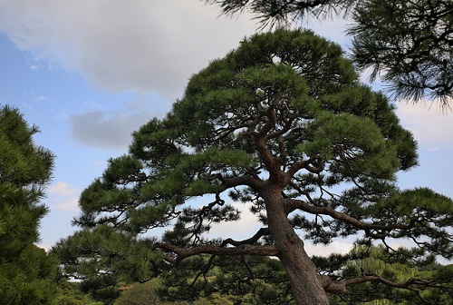 1月19日-松 (Pine).jpg