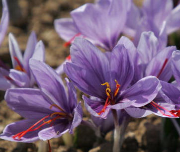 1月24日-番紅花 (Saffron Crocus).jpg