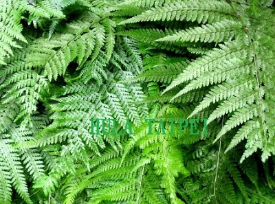 2月5日羊齒(Fern).jpg