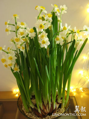 3月1日 水仙(Daffodil)　.jpg