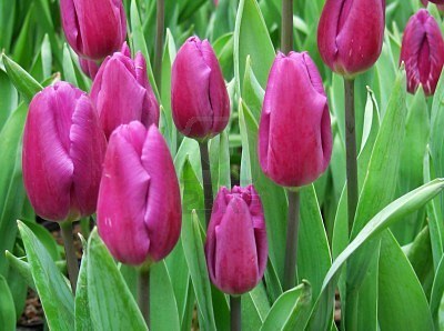 3月20日 紫色鬱金香(Tulip).jpg