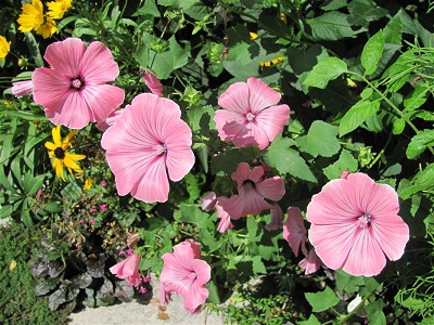 3月22日 錦葵(Mallow)　.jpg