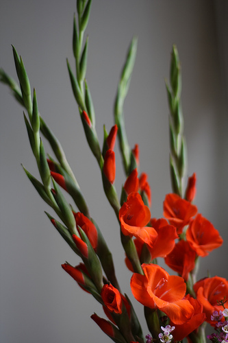 3月23日 劍蘭(Gladiolus)　.jpg