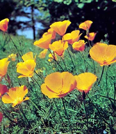 3月24日 加州罌粟花(CaliforniaPoppy).jpg