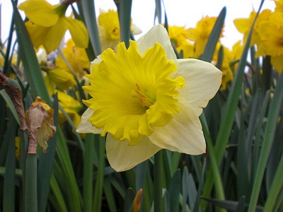 4月3日 喇叭水仙(Daffodil).jpg