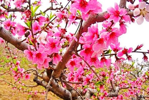4月12日 桃花(PeachBlossom).jpg
