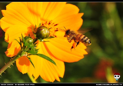 4月13日 波斯菊(GoldenWave).jpg