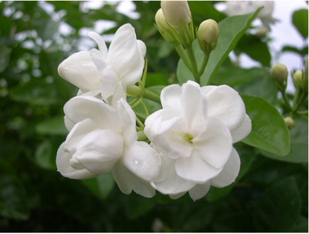 4月29日 山茶花(Camellia)　.jpg