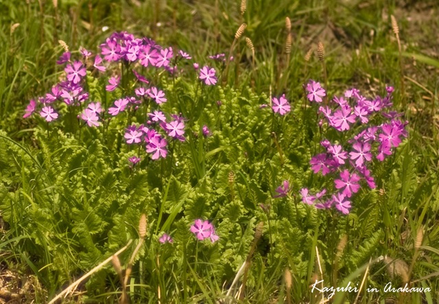 5月1日 櫻草(Cowslip).jpg