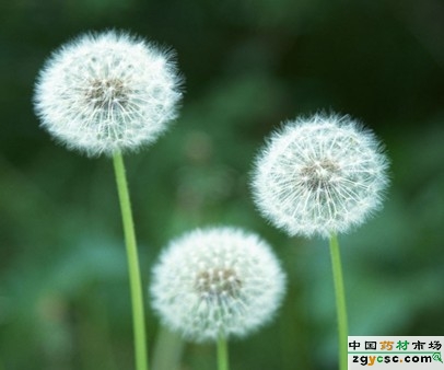 5月3日 蒲公英(Dandelion)　.jpg