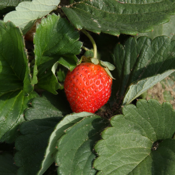 5月4日 草莓(Strawberry)　.jpg