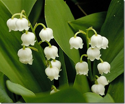 5月5日 鈴蘭(Lily of the Valley).jpg