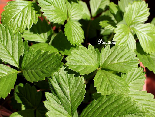 5月7日 草莓的葉(StrawberryLeaves).jpg