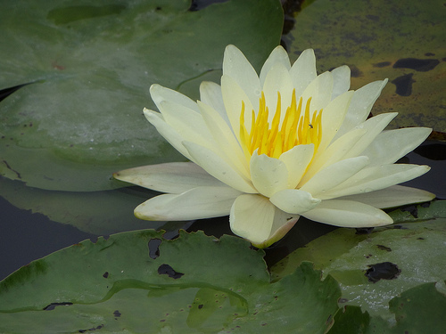 5月8日 睡蓮(WaterLily)　.jpg