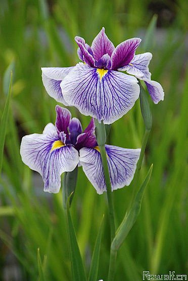 5月10日 花菖蒲(FlagIris).jpg