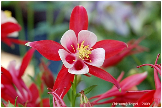 5月14日 耬鬥草(Columbine)　.jpg