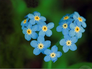 5月15日 毋忘草(Forget-Me-Not).jpg