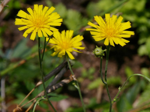 5月16日 柳蒲公英(GoldenMouse-ear).jpg