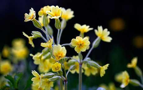 5月18日 櫻草(Oxlip).jpg