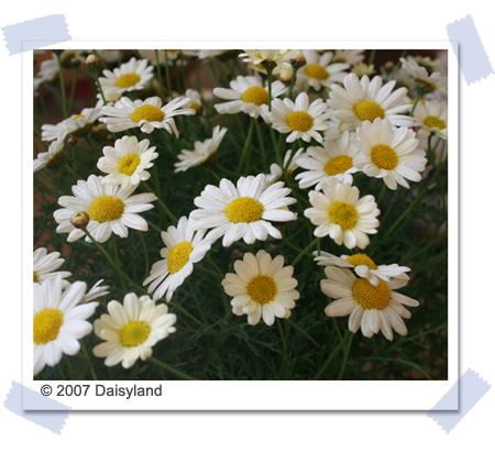 5月27日 雛菊(Daisy).jpg