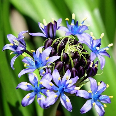 5月31日 蔓穗草(Scilla).jpg