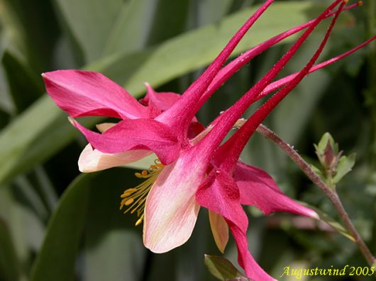 6月2日 紅色子柱花(Columbine).jpg