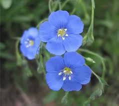 6月3日 亞麻花(Flax).jpg