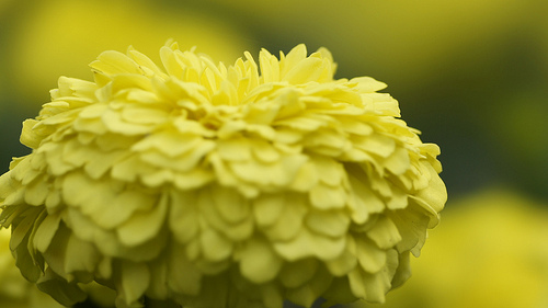 6月5日 萬壽菊(Marigold).jpg