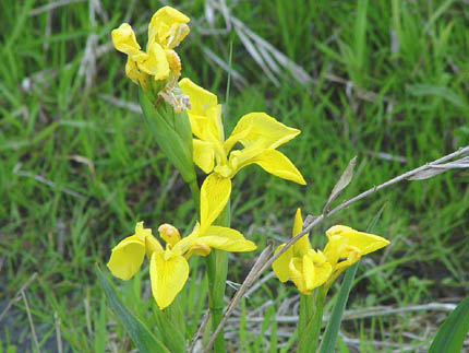 6月6日 黃菖蒲(YellowIris)　.JPG