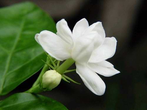 6月8日 茉莉花(Jasmine).jpg