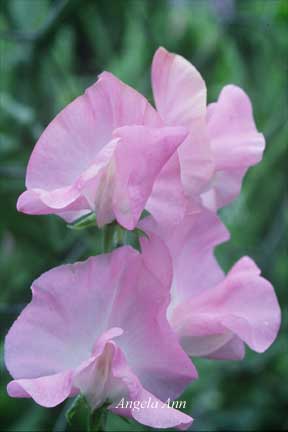 6月9日香豌豆花(Sweet Pea).jpg