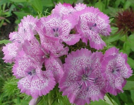 6月10日鬍鬚瞿麥(Sweet William).jpg