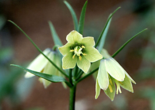 6月11日貝母(Fritillary).jpg