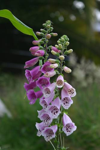 6月13日指項花(Fox Glove).jpg